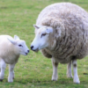 I dieci comandamenti per i membri della chiesa riguardo al loro pastore